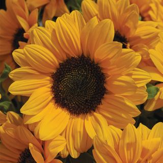 Vincents Choice Sunflower Thumbnail